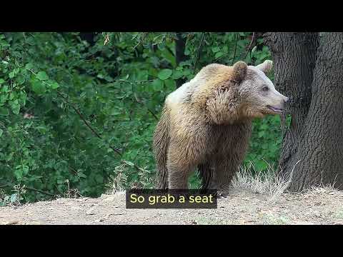 5 Life Lessons from Bears | Lessons and Exercises