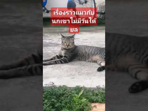 เรื่องราวแมวกับนกเขาไม่มีวันได้​ยล