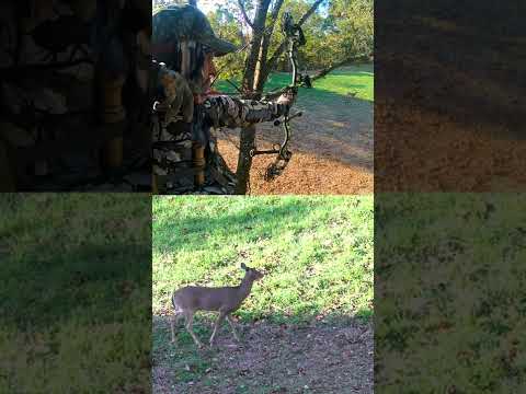 Venison!