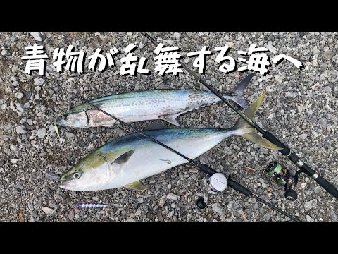 ルアーに激しく襲い掛かる魚たち！ドキドキが止まらないカヤックフィッシング＠釣りに行こうか