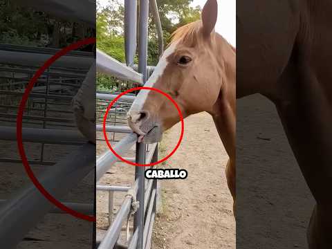 La Extraña Adicción de los Caballos