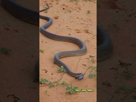மனிதர்களை தேடி தேடி கொல்லும் உலகின் அதிக விஷமுள்ள பாம்பு😱|Black mamba snake😵💫|World fastest snake|