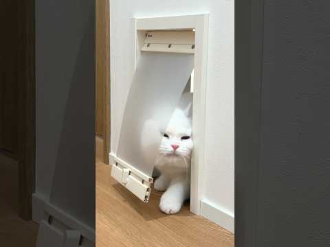 ペットドアの通り方が絶望的に下手な猫 #ポムしま