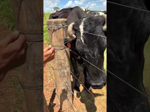 Só serrando o chifre pra sair dessa