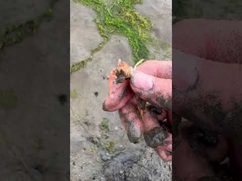 THESE Are Under YOUR Feet at the Beach! 😱 #animals #nature #shorts