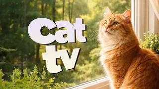 Ultimate Cat TV 🐦 Bird Videos for Cats with 🎶 Stimulating Nature Entertainment for Indoor Cats