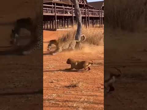 Did the pit bull get scared and leave his puppy?🐕🐆❓#leopard #rescue #danger #wildlife #dog