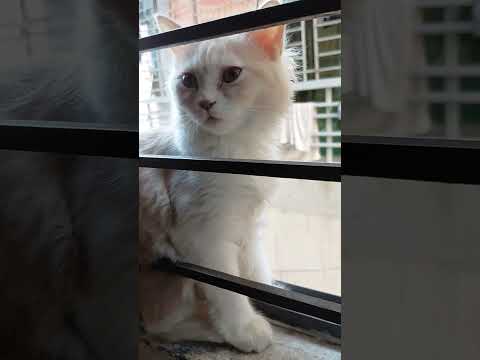 Cat Lover Mochi Videos  #cat #funnycat