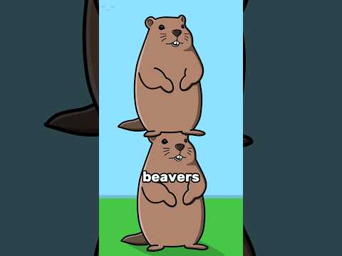 If You Stack 30 Million Beavers?!