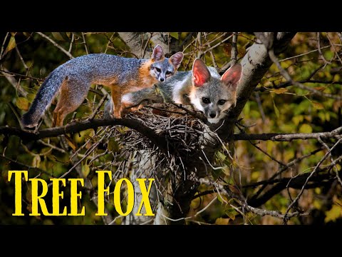 Grey Fox: A Unique Tree Climbing Fox of North America