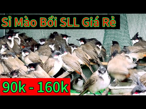 Bán Mào Sỉ - Giá Rẻ . đơn số lượng vài chục con . sỉ Trắng chỉ 90k. ae nhanh tay lh em nha✅🔥🔥❤️