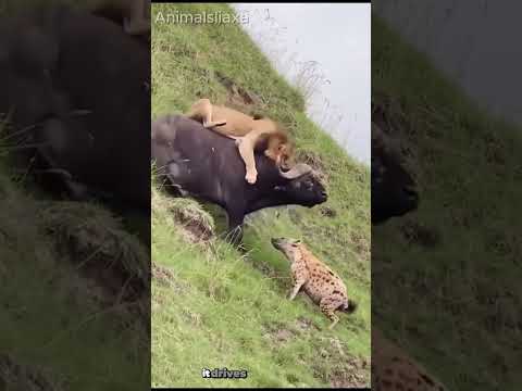 The elephant tried to save the buffalo.