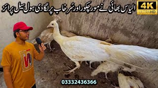 Peacock Golden Pheasant Birds and Chukar Partridge White at Aliyas Bhai Birds Setup 2025 Karachi