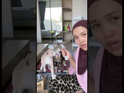 jair terheran2🤣 #semuaorang #kucing #pororo #fypシ #kucinglucu #fypシ゚viral #cat