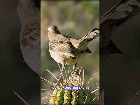 Cactus killer bird #science #sciencefacts