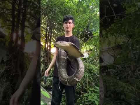 Deadly Snake Encounter in the Wild 🐍 | Nature’s Silent Hunter | Wildlife Galaxy #shorts
