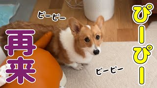 モナも再発してしまいました...(血小板減少症じゃないよ！)
