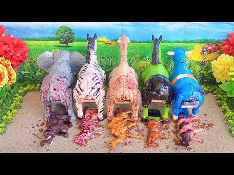 POTONG SAPI QURBANI IDUL IDHA/ SIMULASI POTONG SAPI