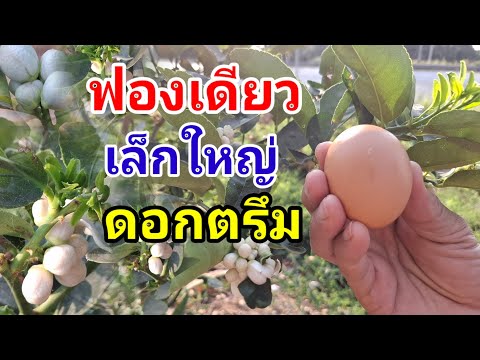 สูตรลับมะนาวเล็กใหญ่ดอกตรึมติดผลทั้งปีเปลือกบางน้ำเยอะ