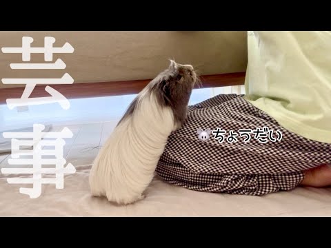 【運動不足対策】モルモットは芸を覚える？お爺からのチャレンジ