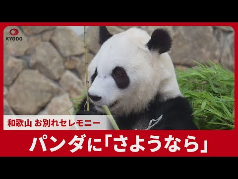 パンダに「さようなら」 和歌山4頭、28日に中国返還