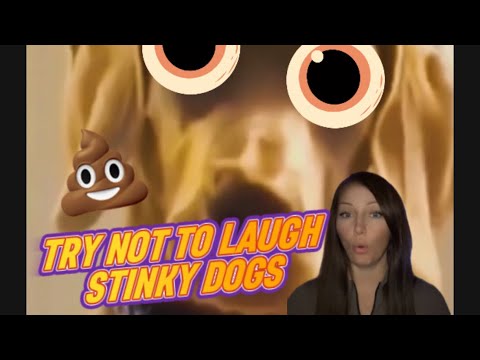 Doggy Farts Gone Viral: Hilarious Pranks on Our Pooch Pals!