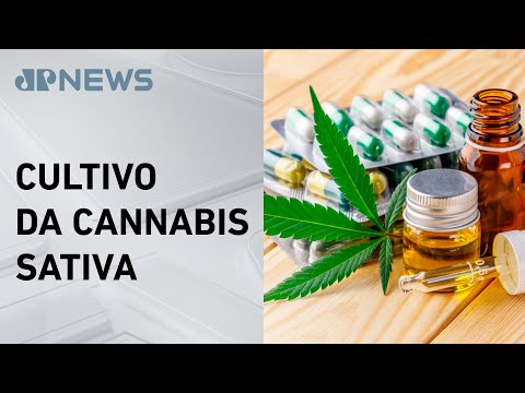 STJ julga pedido do governo de prazo maior para implantar regras sobre cannabis medicinal