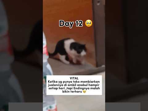 #cat #oyenbarbar #kucing #kucingoyenbarbar #kucinglucu #kucingorenbarbar #catlover #oyenbesar #memes