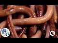 Earthworm Biology and Ecology