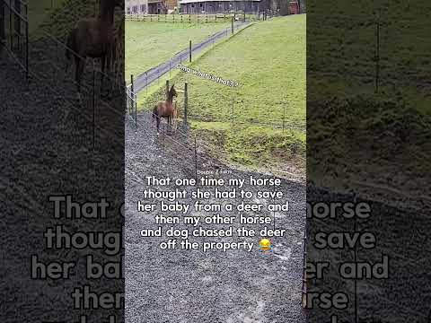 My camera picks up the weirdest things my horses do sometimes ๐ #horses #horselife #funnyanimals