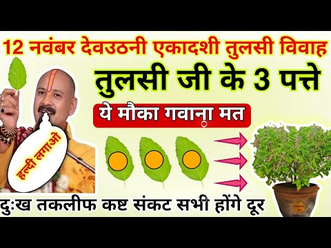 12 नवंबर ✨देवउठनी एकादशी मंगलवार तुलसी के 3 पत्ते का उपाय | Devuthani Ekadashi Upay - Pradeep Mishra