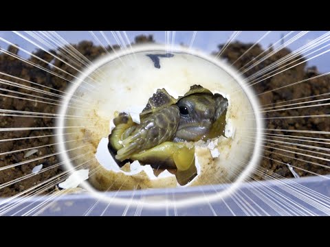 リクガメの卵を2ヶ月温めた結果・・・