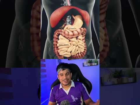 How Digestive System Works?
