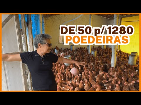 COMECEI com 50, HOJE são 1280 GALINHAS POEDEIRAS: produção de ovos caipiras