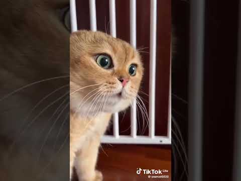 Eu me remexo muito mtg#funk#statuswhats#trending#mctuto#eumeremexomuito#humor#trap#galinhapintadinha