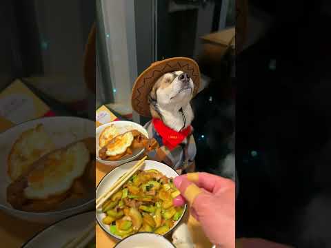 One of the Most Emotionally Stable Dogs Let’s Talk About Dogs’ Hilarious Daily Lives Creat
