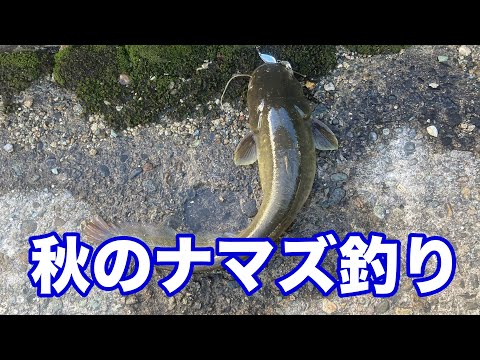 秋のナマズ釣り