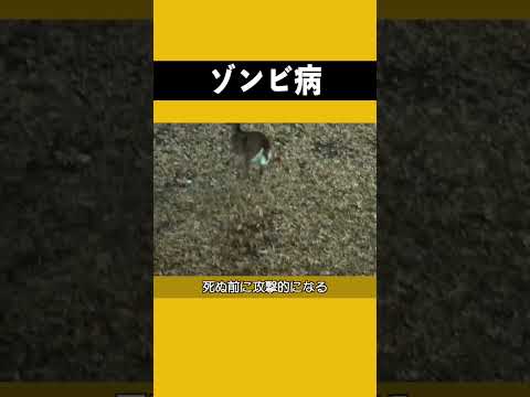 ゾンビ病 | 恐ろしい