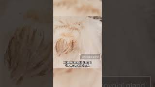 This Is a Duck's Secret for Waterproof Feathers | #DeepLook #Shorts