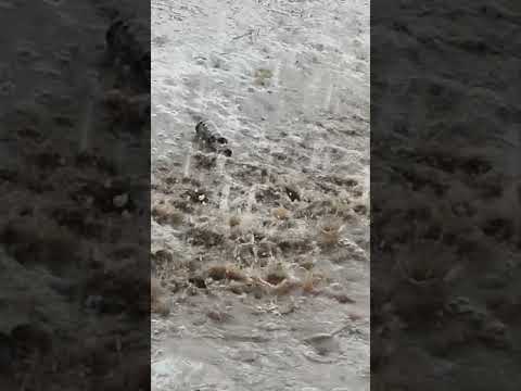 #shorts #rain #barish