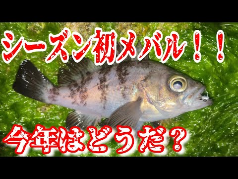 さっそくヒット！2025年初のメバリング調査　今年はどうだ？