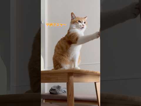 猫はキスが苦手みたい。
