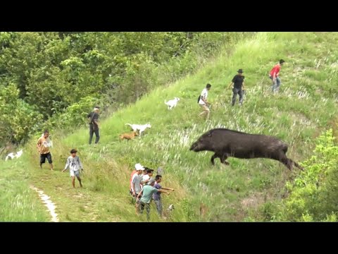 Babi Hutan Jadi Korban di Buruan Bukit Kilah Balimbing