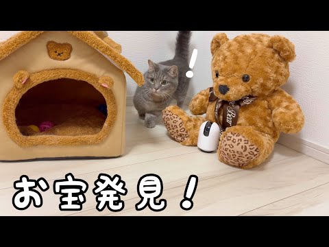 猫の動画サムネイル - 猫と宝探しをしてみたら、可愛い大冒険になった