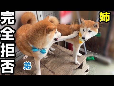 弟柴犬をおもちゃのように扱った姉柴犬がこうなりました