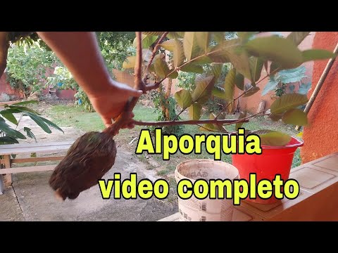 Técnica de Alporquia para tirar mudas de arvores.