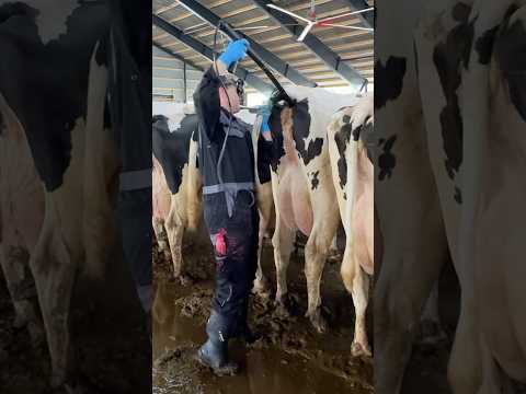 🐄💫 Super- Innovative Pregnant Test for Milking Cows | Future Farming that will Amaze You 2025