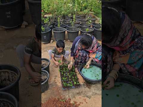 Red <strong>December</strong> flower (barleria) propagation #propagation #plantation #mygarden #gardening #shorts