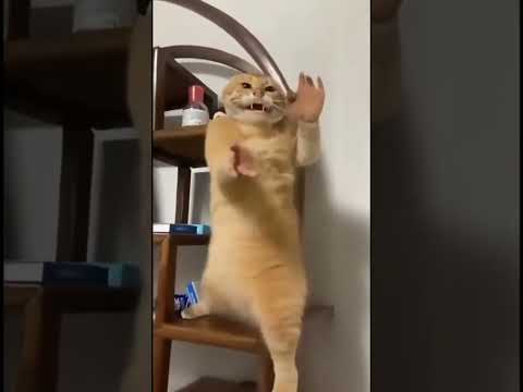 Cat Viral #cat #inteligenciaartificial #chatgpt #karate #kungfu #cat #funny #cat