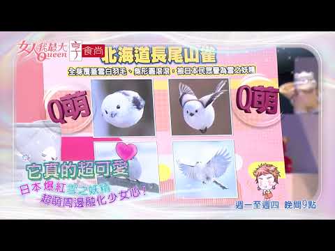 日本雪之妖精 超萌登場！ #女人我最大 20260907(預告)